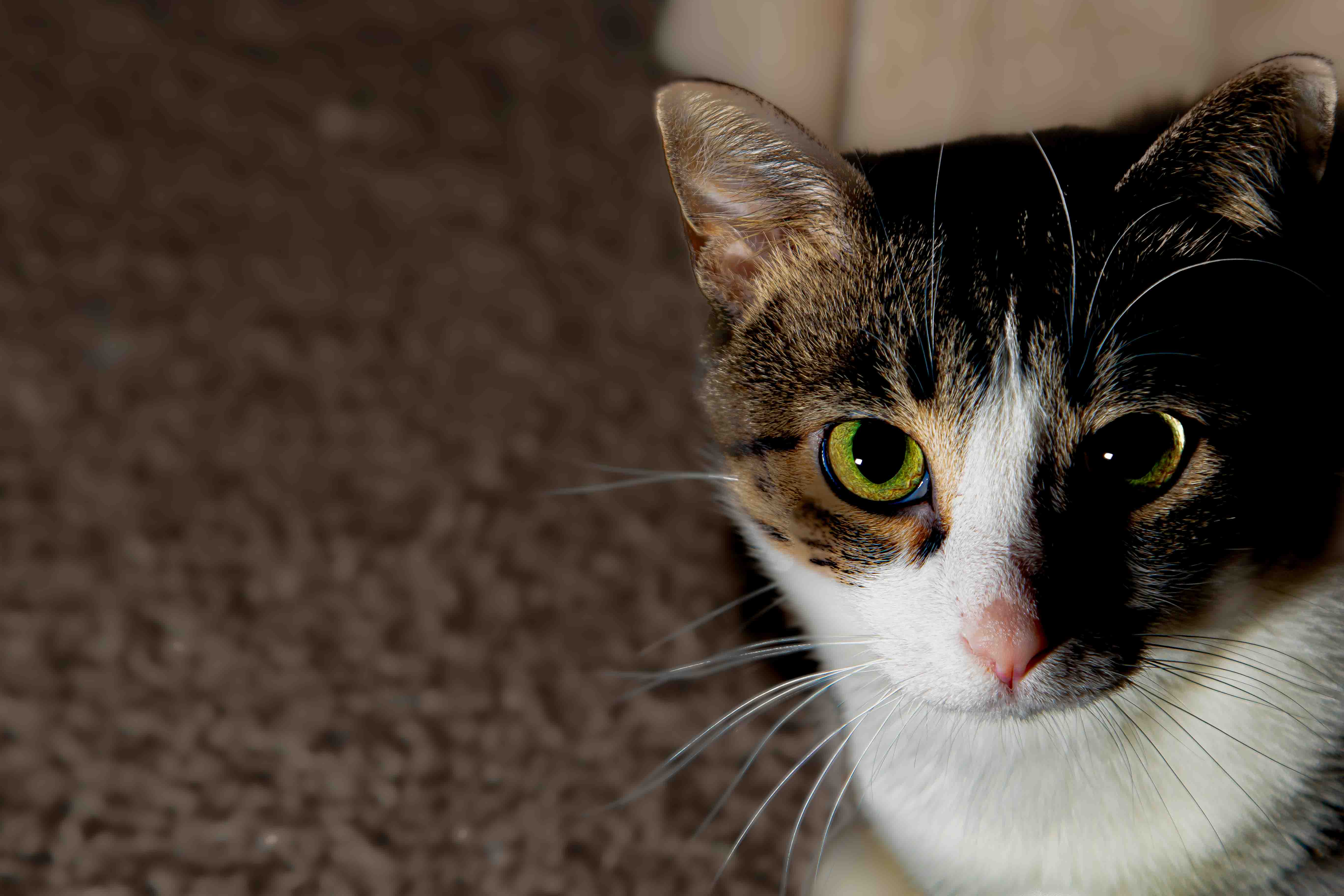 Tabby cat portrait — striking green eyes and white paws